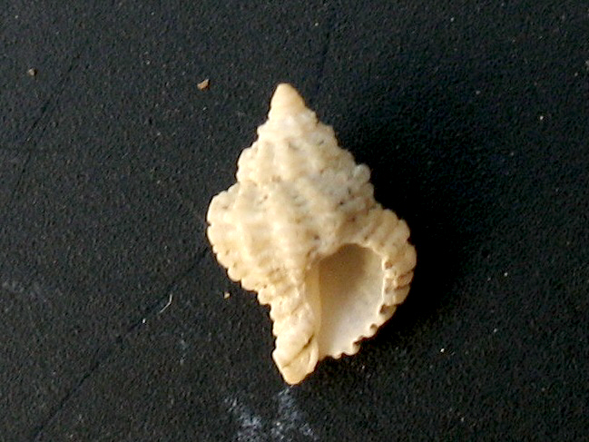 Coralliophila da Cannizzaro